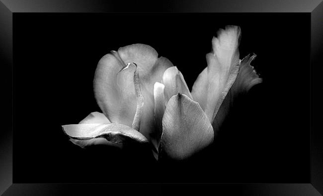 Patricia's Tulip in Black and White Framed Print by Samantha Higgs