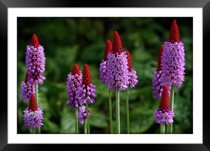 Primula Vialii Framed Mounted Print by Elan Tanzer