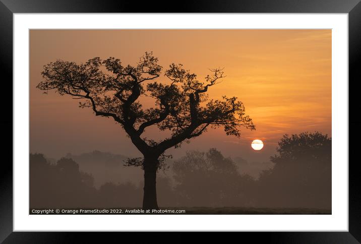 Tree Silhouette Sunrise Framed Mounted Print by Orange FrameStudio