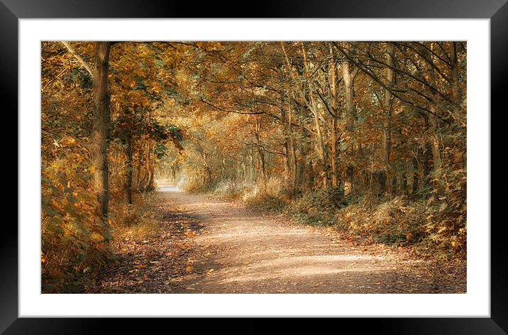 Just another Path Framed Mounted Print by Orange FrameStudio