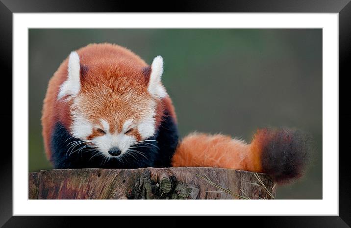 Red Panda Framed Mounted Print by Orange FrameStudio