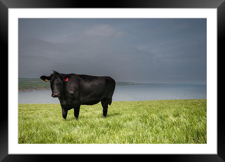 Cow at Mull of Galloway Framed Mounted Print by Orange FrameStudio