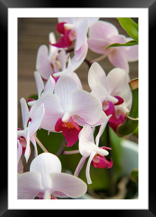 Truthful Orchid Framed Mounted Print by Simon Friend