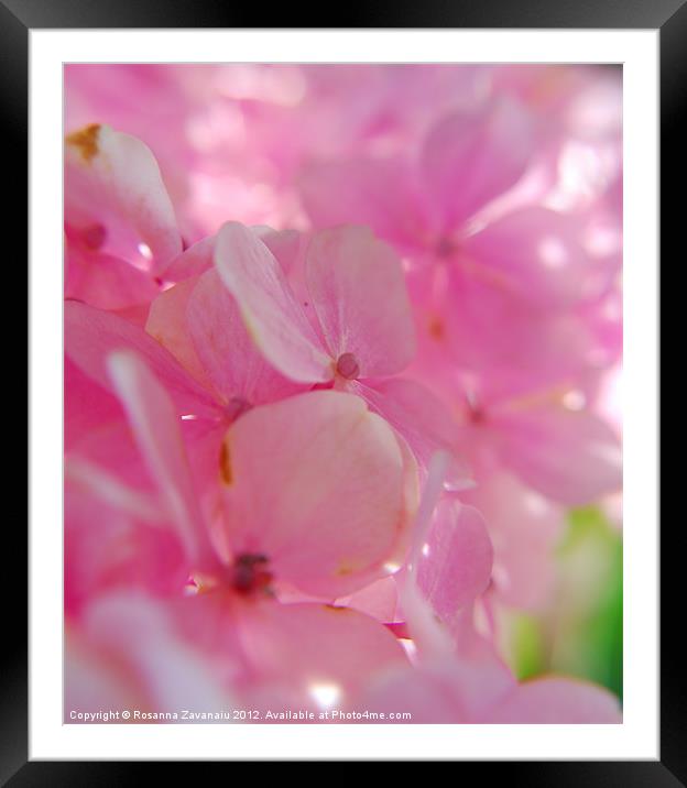 hydrangea's in spring with tiny pink petals and s Framed Mounted Print by Rosanna Zavanaiu