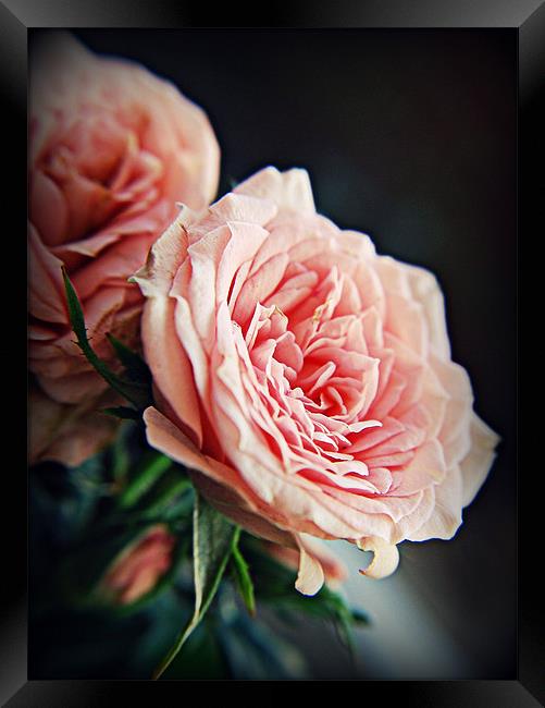 Rose romance pink florals. Framed Print by Rosanna Zavanaiu