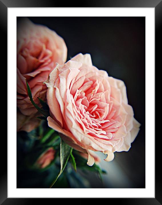 Rose romance pink florals. Framed Mounted Print by Rosanna Zavanaiu