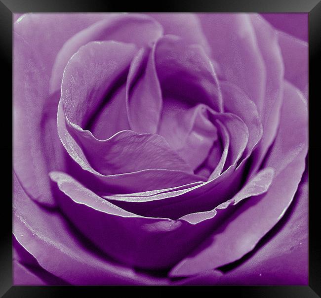 Purple Rose. Framed Print by Rosanna Zavanaiu