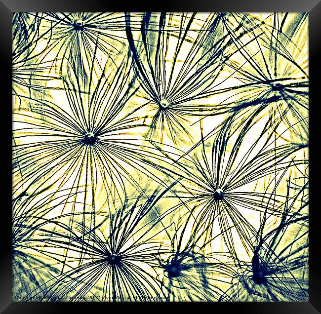 Dandelion Seedheads coloured sketch. Framed Print by Rosanna Zavanaiu