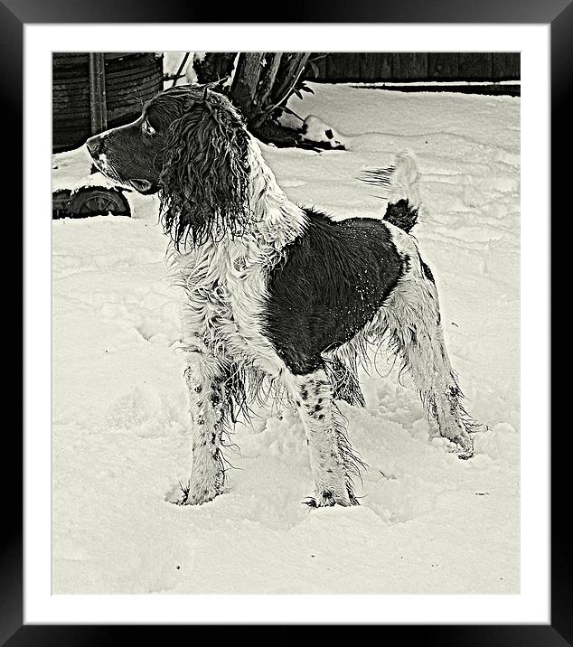 Springer spaniel Working dog. Framed Mounted Print by Rosanna Zavanaiu