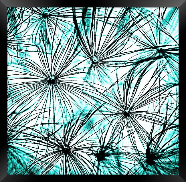 Dandelion Blue tones. Framed Print by Rosanna Zavanaiu