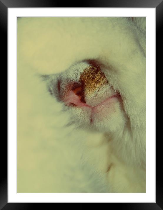 Abstract Sleeping Cat. Framed Mounted Print by Rosanna Zavanaiu