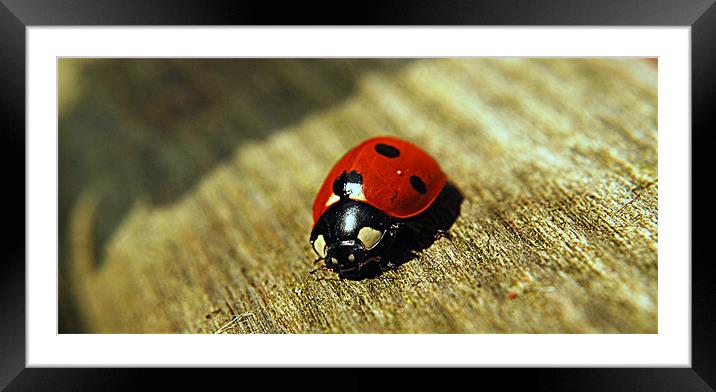 Ladybirds in the Sunshine. Framed Mounted Print by Rosanna Zavanaiu