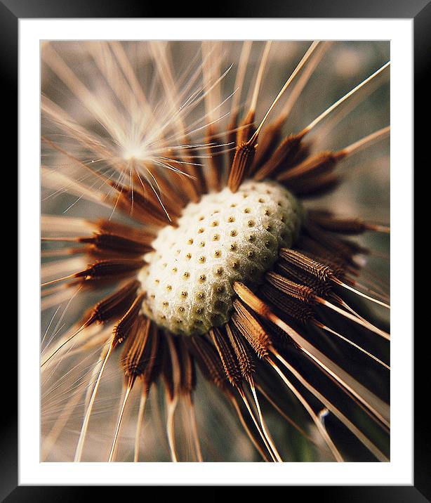 Dandelion Seedhead Macro. Framed Mounted Print by Rosanna Zavanaiu