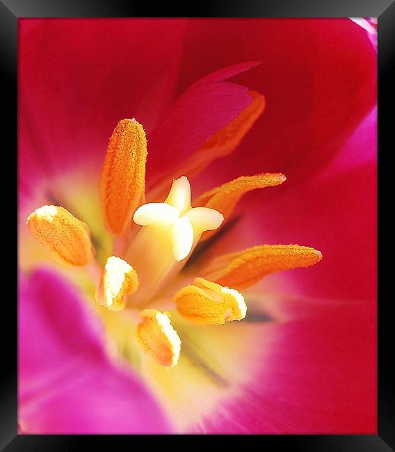 Tulip stigmas stamen & pollens Framed Print by Rosanna Zavanaiu