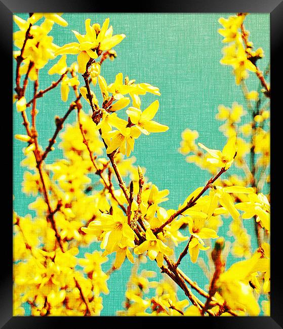 yellow blossom on a sunny spring day. Framed Print by Rosanna Zavanaiu