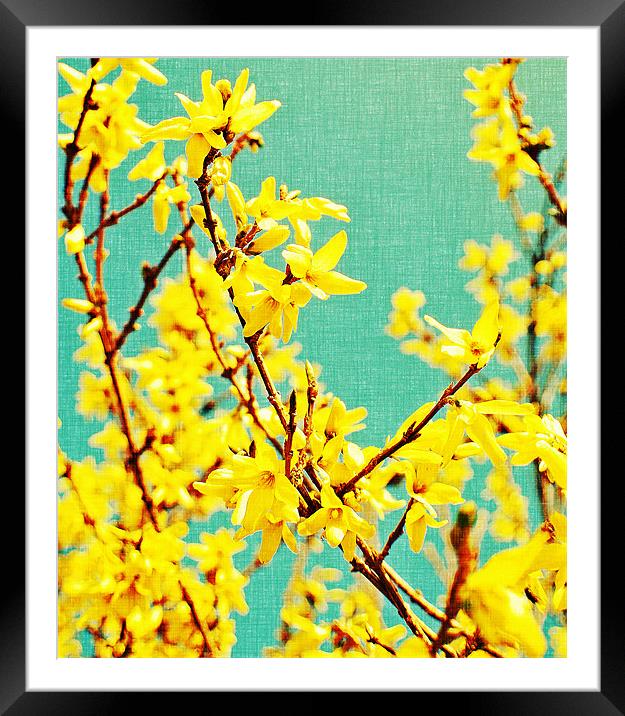 yellow blossom on a sunny spring day. Framed Mounted Print by Rosanna Zavanaiu