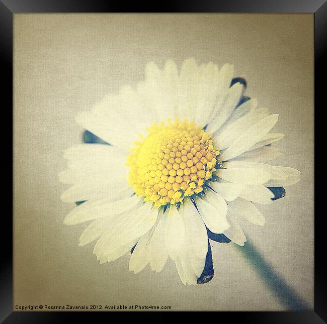 One single daisy. Framed Print by Rosanna Zavanaiu
