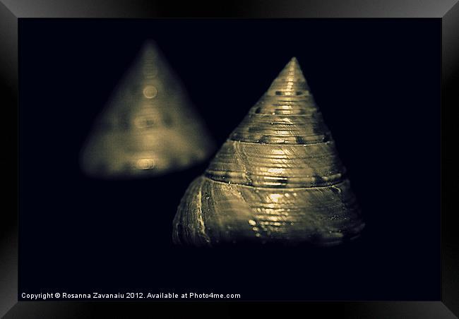 Two seashells.. Framed Print by Rosanna Zavanaiu