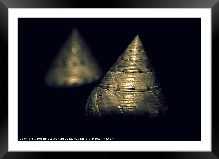 Two seashells.. Framed Mounted Print by Rosanna Zavanaiu