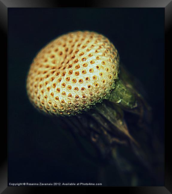 Dandelion Macro. Framed Print by Rosanna Zavanaiu