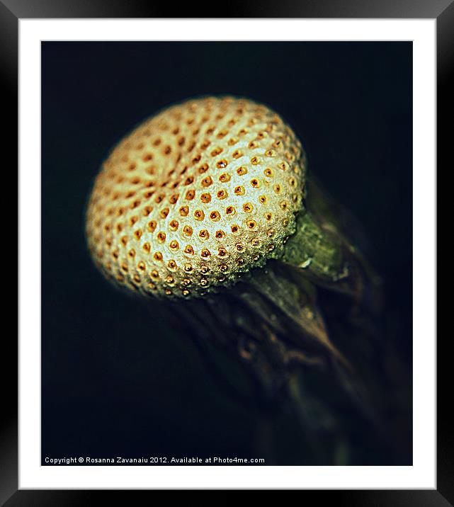 Dandelion Macro. Framed Mounted Print by Rosanna Zavanaiu