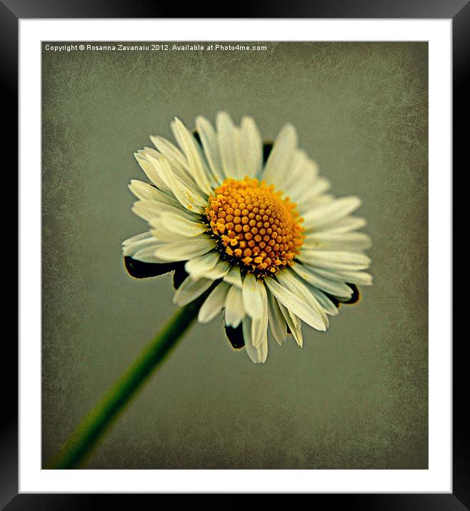 Daisy texture. Framed Mounted Print by Rosanna Zavanaiu