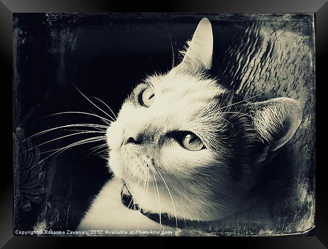 Cat portrait Black & White. Framed Print by Rosanna Zavanaiu