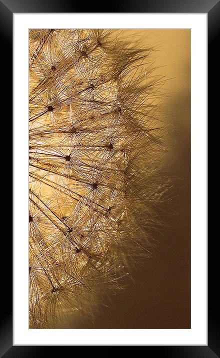 Golden  Dandelion Seedhead.. Framed Mounted Print by Rosanna Zavanaiu