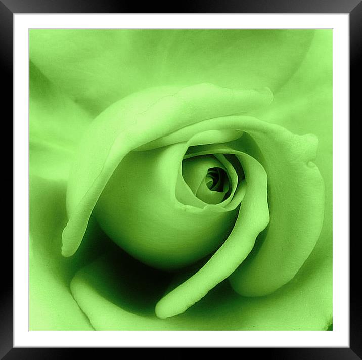Green rose petals. Framed Mounted Print by Rosanna Zavanaiu