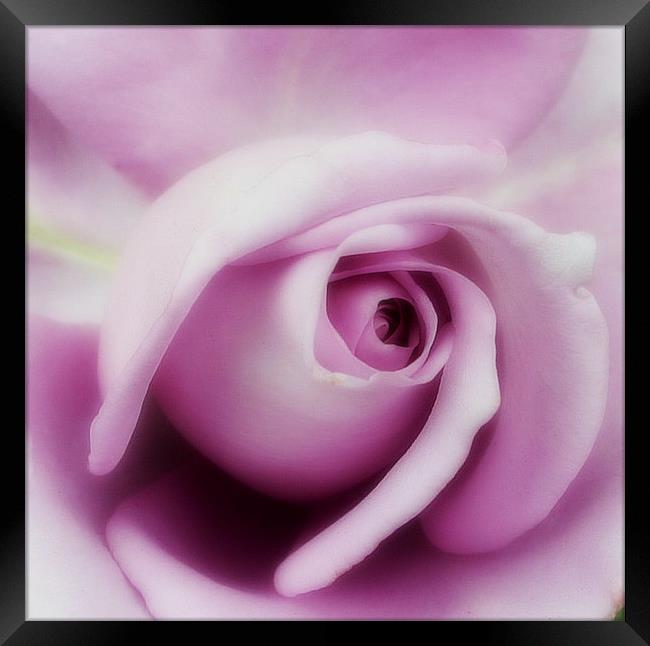 Purple rose. Framed Print by Rosanna Zavanaiu