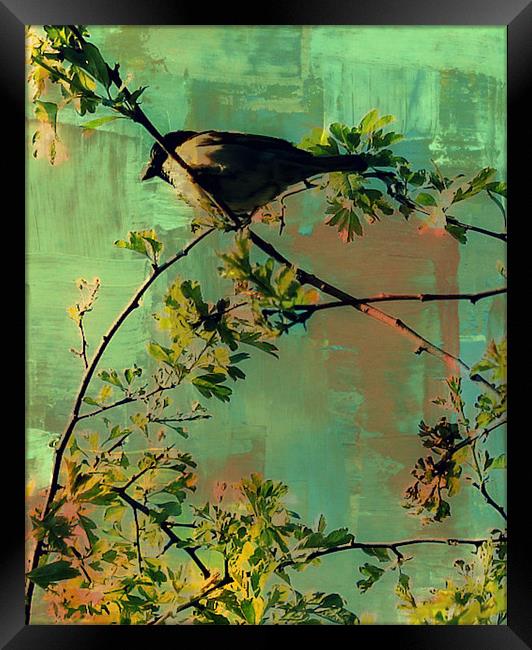 Resting bird.. Framed Print by Rosanna Zavanaiu