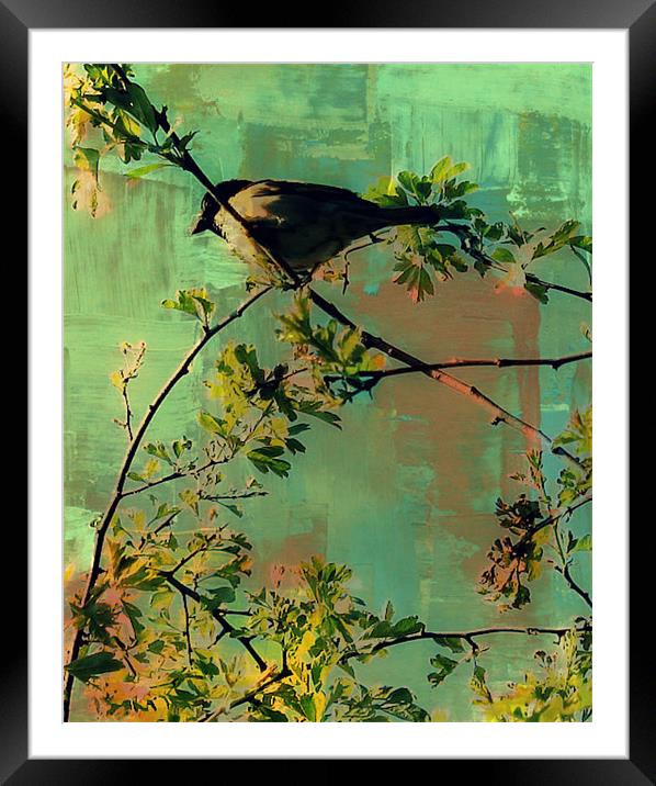 Resting bird.. Framed Mounted Print by Rosanna Zavanaiu