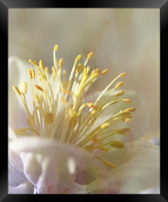 Textured Aquilegia . Framed Print by Rosanna Zavanaiu