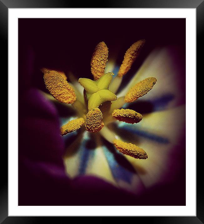 Tulip  pollens.. Framed Mounted Print by Rosanna Zavanaiu