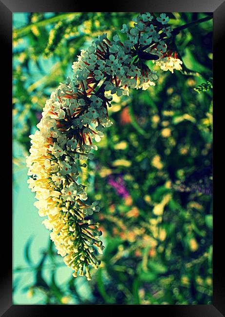 White Buddleia. Framed Print by Rosanna Zavanaiu