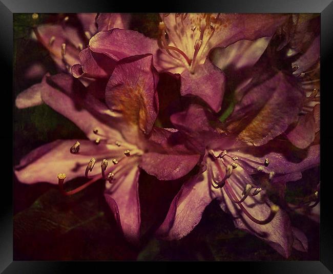 Rhododendron Florals. Framed Print by Rosanna Zavanaiu