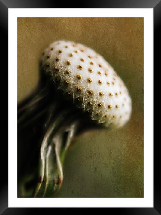 Dandelion Macro. Framed Mounted Print by Rosanna Zavanaiu