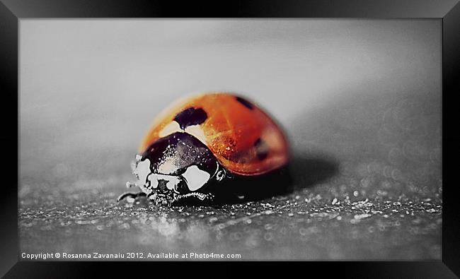Ladybird black&white. Framed Print by Rosanna Zavanaiu