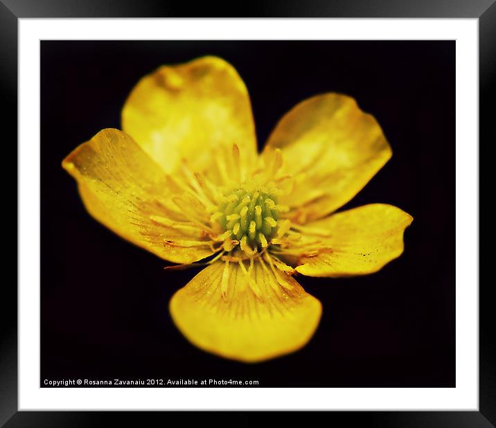 floating buttercup. Framed Mounted Print by Rosanna Zavanaiu