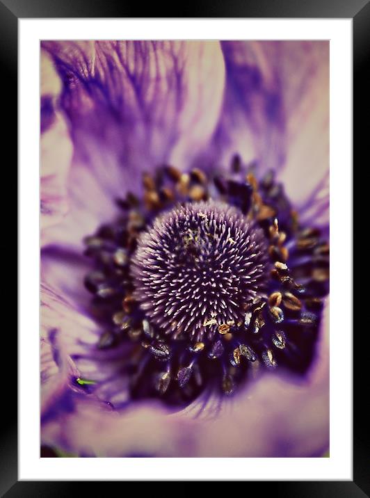 Purple Anemone. Framed Mounted Print by Rosanna Zavanaiu