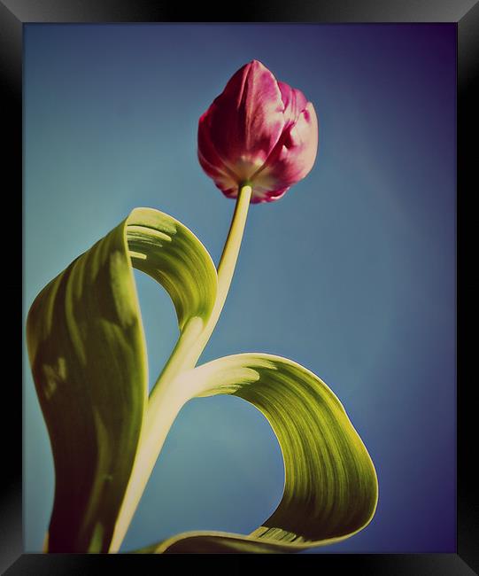 Pink Tulip 2. Framed Print by Rosanna Zavanaiu