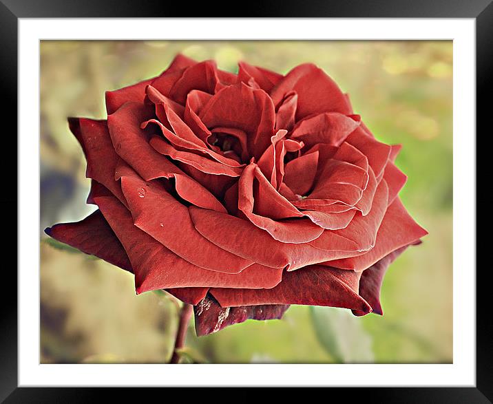 Red Rose flora. Framed Mounted Print by Rosanna Zavanaiu