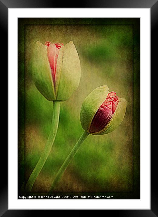 Natures Poppies.. Framed Mounted Print by Rosanna Zavanaiu