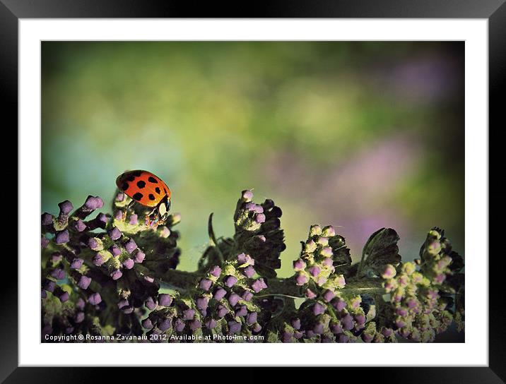 Walking Ladybird.. Framed Mounted Print by Rosanna Zavanaiu
