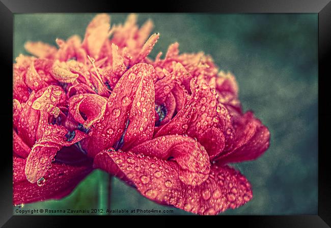 Poppy Textures. Framed Print by Rosanna Zavanaiu