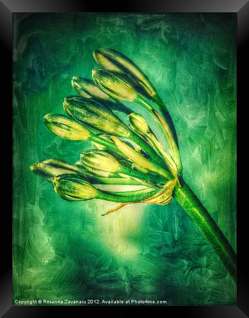 Agapanthus Green. Framed Print by Rosanna Zavanaiu