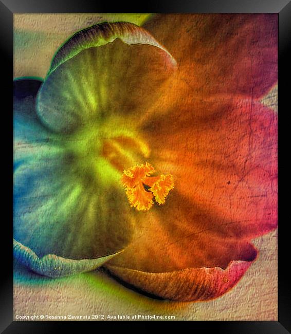 Artsy Floral. Framed Print by Rosanna Zavanaiu