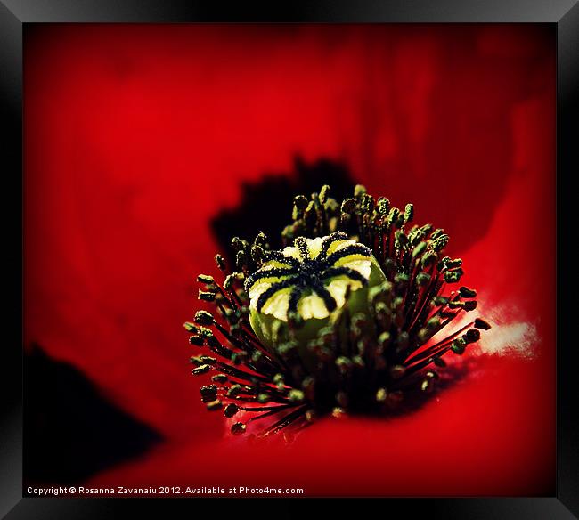 sunlight poppy Framed Print by Rosanna Zavanaiu