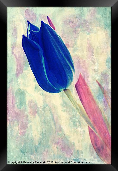 pink & Blue.. Framed Print by Rosanna Zavanaiu