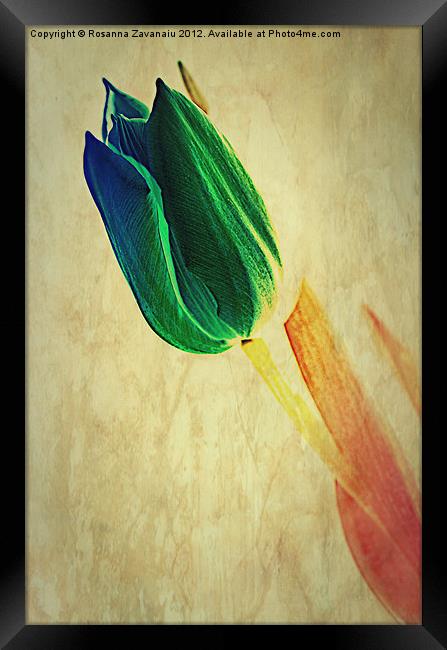 Tulip Textures.. Framed Print by Rosanna Zavanaiu